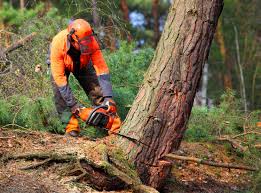 Canton Valley, CT Tree Removal Services Company